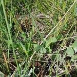 Coronilla scorpioides Celota