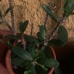Euphorbia milii ഇല