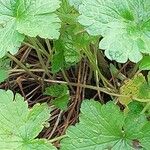 Geranium wlassovianum Diğer