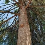 Cedrus libani موطن