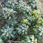 Daphne laureola 整株植物