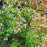 Viburnum prunifolium Habit