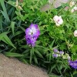 Campanula latifoliaFlors