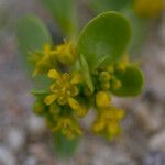 Lepidium flavum Flower