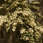 Viburnum sieboldii Habit