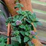 Heliotropium arborescens List