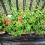 Salvia coccinea Žiedas