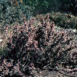 Astragalus armatus Hàbitat