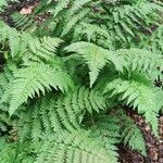 Dryopteris remota Habitus