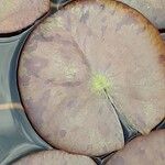 Nymphaea candida Leaf