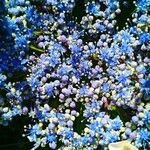 Hydrangea arborescensFlower