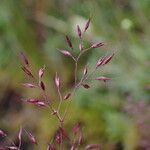 Agrostis pilosula 花