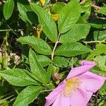 Rosa virginiana Hoja