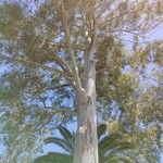 Eucalyptus camaldulensis Ліст