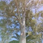 Eucalyptus camaldulensis Folha