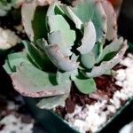 Kalanchoe fedtschenkoi Hoja