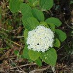 Viburnum lantana Flower
