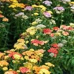 Achillea distans Hábitos