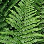 Dryopteris filix-mas Lapas