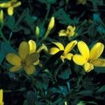 Jasminum fruticans Цветок