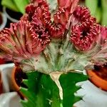 Euphorbia lactea Lapas