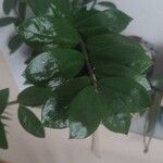Zamioculcas zamiifolia Blatt