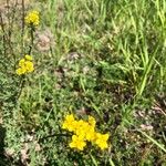 Hypericum scabrum花