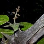 Miconia calvescens Kůra