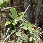 Ximenia americana Leaf