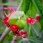 Jatropha multifida Blomst