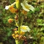 Sisyrinchium striatum Fruit