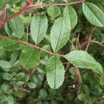 Rosa virginiana Blatt