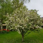 Malus coronaria Habit