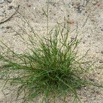 Eragrostis pectinacea 形態