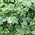 Rubus pruinosus অভ্যাস