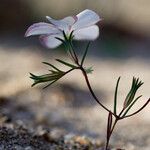 Linanthus dichotomus Habit