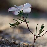 Linanthus dichotomus Habitatea