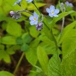 Myosotis sylvatica 花