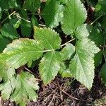 Astilbe macroflora