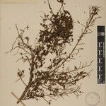 Phyllanthus clarkei Other
