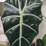 Alocasia longiloba Ліст