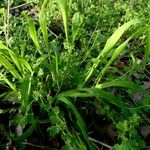 Brachypodium sylvaticum Leaf