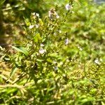 Veronica catenata Hábito