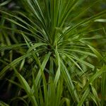 Dracaena cambodiana Blatt