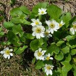 Caltha leptosepala Habitat