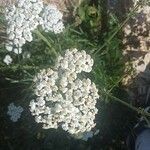 Achillea millefolium Flower