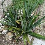 Aloe veraLehti