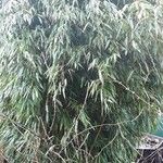 Phyllostachys aurea অভ্যাস