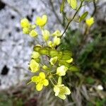 Biscutella laevigata Fiore