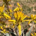 Aloe divaricata Flor